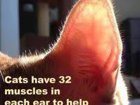 my cat just love drinking water when i water the flowers video in 2021 colorful planters cats cute animal pictures