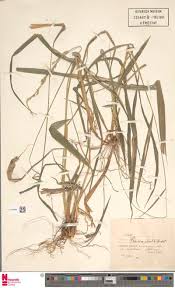 Image result for Vernonia karaguensis