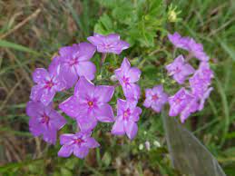 These gorgeous flowers are showstoppers in gardens in central and southern florida. Annual Garden Phlox In Florida Real Estate Chronicleonline Com