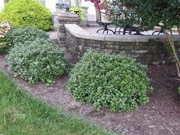 Indian Hawthorn Snow Cap Front Landscaping New Patio Ideas Evergreen Shrubs