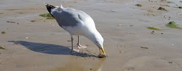 Wer mit offenen augen am und im wattenmeer rumläuft. Faszination Watt Syltspot De