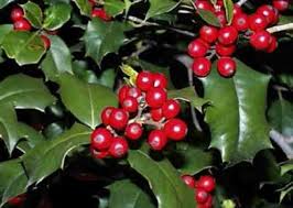 How to beat the garden burglars: Best Protective Garden Plants To Grow To Deter Thieves From Your Home Plants Garden Plants Holly Plant