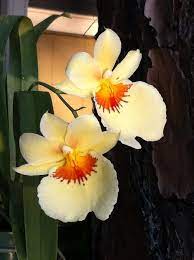 Rare Cattleya From Indonesia Bunga Anggrek
