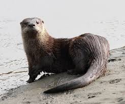 Sea otters are frequently seen in large social groups, resting or feeding on their backs in offshore kelp beds. Usfws Pacific Region You Otter Know The Difference Between Sea And