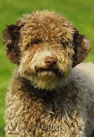 Jeder hund ist ein individuum. Lagotto Romagnolo Foto Bild Tiere Haustiere Hunde Bilder Auf Fotocommunity