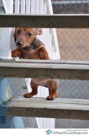 Serving imperial beach and surrounding areas with complete dedication business info. Imperial Point Animal Hospital Of Delray Delray Beach Fl Dog Love Weenie Dogs Dachshund Love