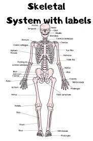 Skeletal System With Labels Human Skeleton Labeled Human Skeletal System Skeletal System
