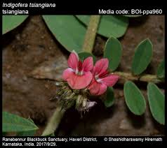 Image result for Indigofera filipes