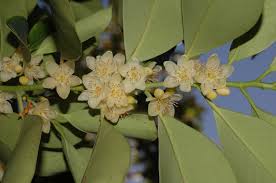 Image result for Pentaphylacaceae