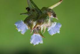 Image result for Cyanotis longifolia