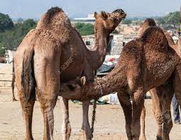 Dromedary, dromedary camel or arabian camel, camelus dromedarius, is a domesticated animal, and there is no one surviving in wild most probably. Camel Drinking Milk From Moms Udder Stock Photo Picture And Royalty Free Image Image 125195218