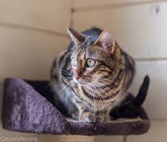 Newest oldest price ascending price descending relevance. Catcuddles Cat Sanctuary London