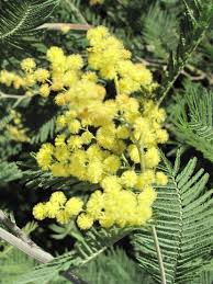 Image result for Acacia decurrens