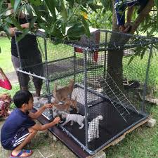 Lihat ide lainnya tentang rumah kucing, kucing, kandang kucing. Cara Diy Buat Rumah Kucing Super Jimat