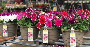 Hanging basket with artificial vine silk petunias flower for outdoor/indoor,artificial hanging plant in basket,morning glories ivy basket artificial hanging plant for patio lawn garden decor (blue) 3.9 out of 5 stars 53. Lowe S Deals Two Hanging Baskets Only 10 Just 5 Each More Hip2save