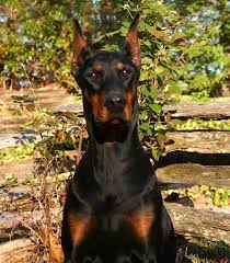 Doberman Pinscher Doberman Doberman Love Doberman Pinscher