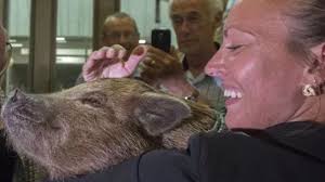 Fundraiser for Catherine Richard-Daigneault by Andree-Anne Cloutier : Catherine  Bacon et les soins du vétérinaire