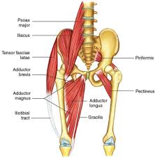 Groin muscles diagram anatomy of groin area photos muscles of the groin diagram human. Imaging Athletic Groin Pain Radiologic Clinics