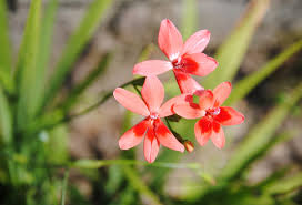 Image result for Freesia laxa