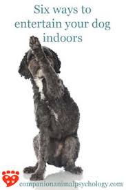 Your dog needs to go for walks every day. 40 Dharma Dogs Ideas Dogs Dog Rocks Mans Best Friend