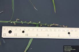 Image result for Scleria clathrata