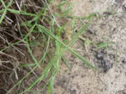 Image result for Dactyloctenium geminatum