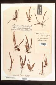 Image result for Lellingeria