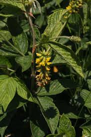 Image result for Eriosema psoraleoides