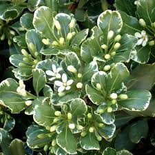 Cuttings Variegated Japanese Mock Orange Pittosporum Tobira Variegata 6 Unrooted Cuttings