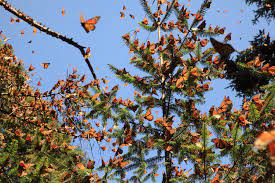 Reserva De La Biosfera De La Mariposa Monarca Atractivos Turisticos De Mexico