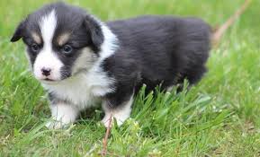 These puppies control the herds. Corgi Puppies Pets And Animals For Sale Ohio