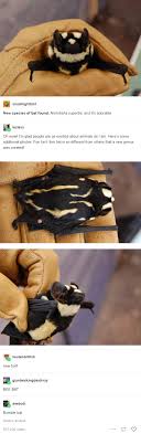 Niumbaha superba has a striking pattern of spots and stripes. New Bat Dropped Tumblr