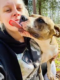 Lost dog found near Keebler and Galli lane in Collinsville