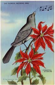 Florida state bird and flower. Vintage Florida Postcard Mockingbird And Poinsettia Blossoms Etsy Florida Christmas Vintage Florida Postcard
