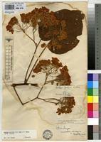 Image result for Dombeya torrida