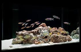 A Modern Understated Hardscape Design Is The Aquascape Setting For Some Special Cichlids Of The Great African Rift Lake Tan Aquarium Design Aquarium Aquascape