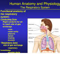 Functionally The System Consists Of 2 Zones 1 Respiratory Zone Actual Site Of Gas Exchange Anatomy And Physiology Human Anatomy And Physiology Physiology
