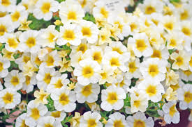 Image result for foto Million Bells