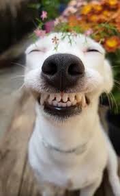 But sometimes i get scared of them.like when a hungary bear who stare at you! Funny Animal Smile Images