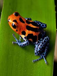 Dangerous Amazon Rain Forest Animals In 2020 Rainforest Animals Amazon Animals Deadly Animals