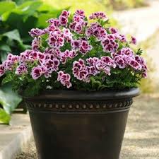 Regal this is the second largest interspecific pelargoniums in recent years, plant breeders in the us have created a new. Candy Flowers Bicolour Regal Geranium