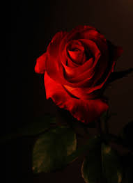 Https Encrypted Tbn0 Gstatic Com Images Q Tbn And9gcryos8tomfkz7vhhubleqhbdgdatziliclnkg Usqp Cau