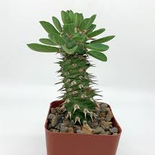 Image result for Euphorbia didiereoides