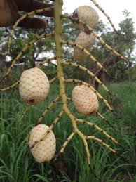 Image result for Eremospatha cuspidata