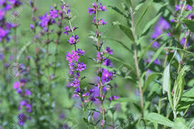 Image result for Lythraceae