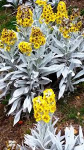 Colombia Flores En El Paramo De Berlin Santander En 2019 Paramo Colombia Y Lugares Hermosos