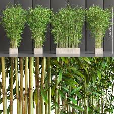 3d Bamboo Plants Model 320 Free Download Bamboo Plants Plants Bamboo