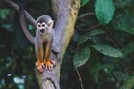 Protecting Endangered Species: The Central American Squirrel Monkey