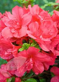 Rhododendron Mother S Day Kurume Evergreen Azalea Evergreen Flowers Azaleas Rhododendron