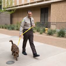 Come meet maricopa county animal care & control foster pets's pets this pet is in a foster home. Maricopa County Sherriff S Office Animal Safe Haven Unit Petsmart Charities
